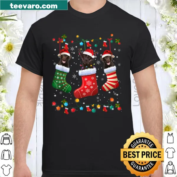 Christmas-themed shirt featuring a Chocolate Lab in festive socks.