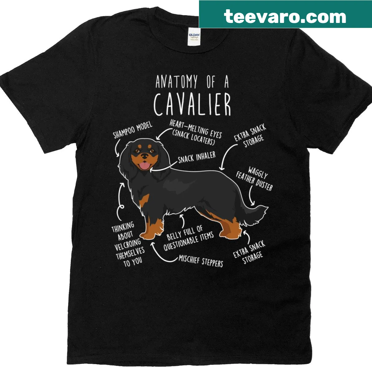 Illustrative anatomy design of a Cavalier King Charles Spaniel on a T-shirt — on a men's t-shirt