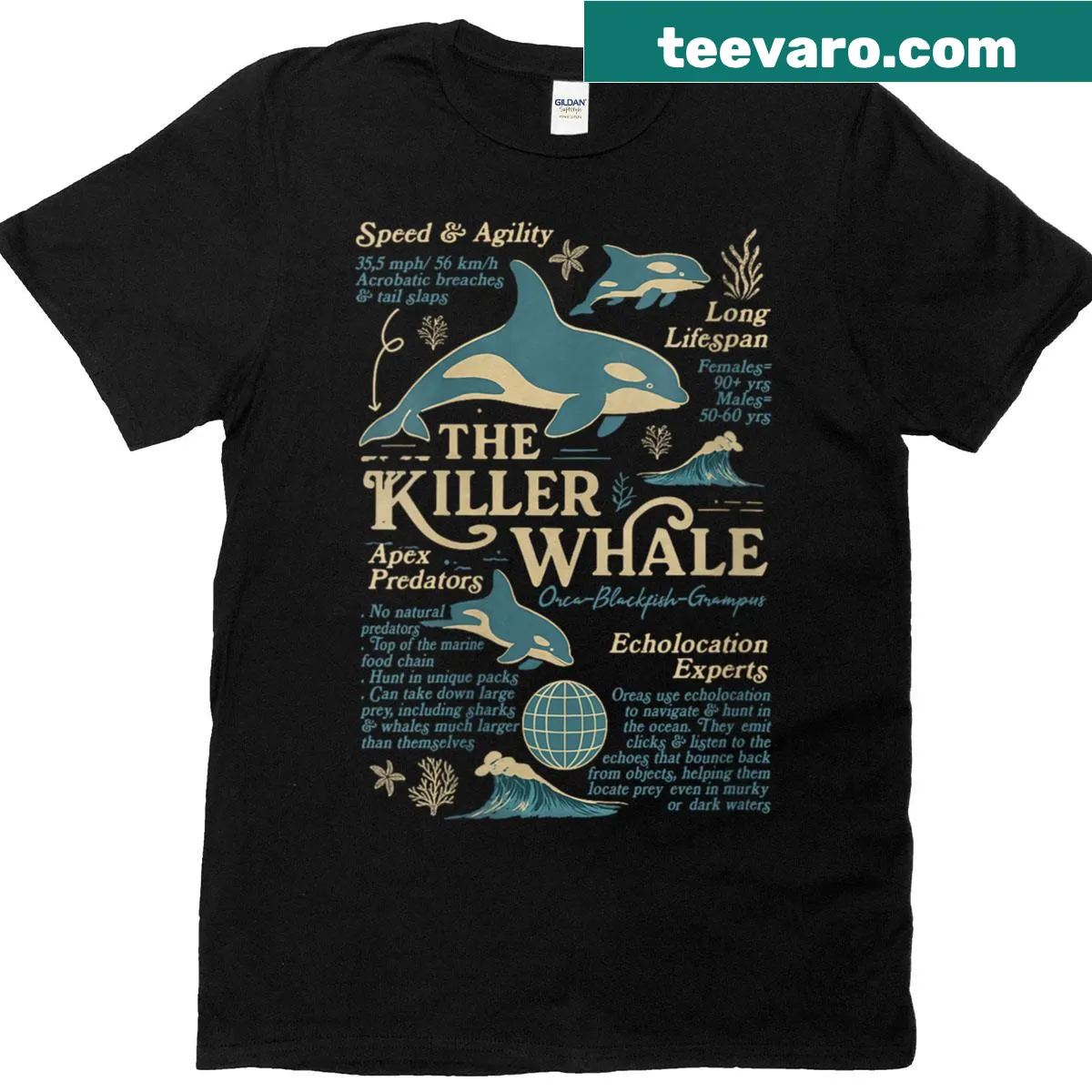 Illustration of a killer whale anatomy on a women's t-shirt — on a men's t-shirt