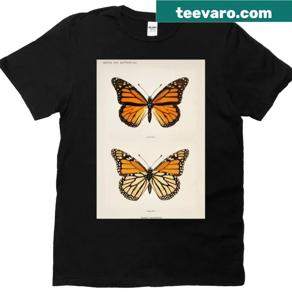 Scientific illustration of a Monarch butterfly