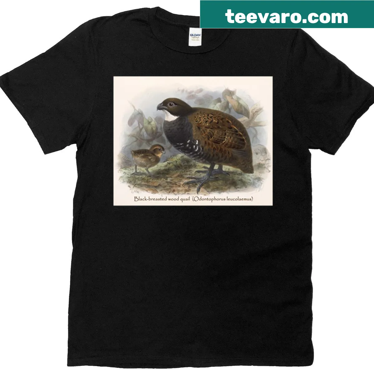 Illustrated Black-breasted Wood Quail graphic T-shirt — on a men's t-shirt